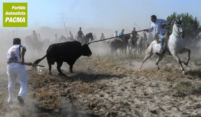 Unos lanceros atacan al Toro de la Vega durante el torneo de este martes