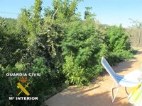 Un operativo contra el cultivo de marihuana se salda con 17 detenidos en nueve localidades