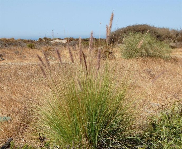 Rabogato, Una Especie Invasora De Planta Procedente De África