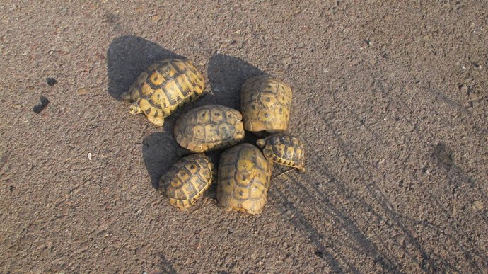 Tortugas Moras Recuperadas Por La Guardia Civil