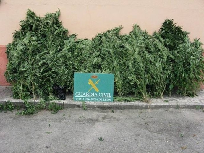 La marihuana localizada por la Guardia Civil en El Bierzo