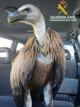 Buitre Leonado Encontrado En Una Carretera De La Pobla De Segur
