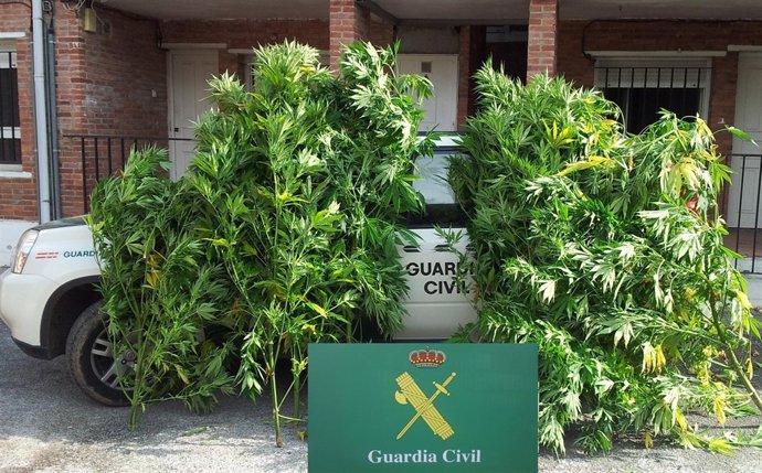 Plantas de marihuana 
