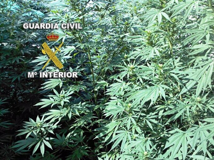 Plantación marihuana