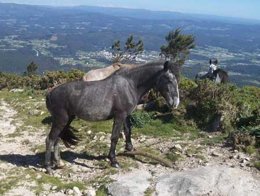 Caballo con un Cepo
