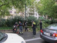 Aprobado el anteproyecto de ordenanza municipal de protección del arbolado urbano