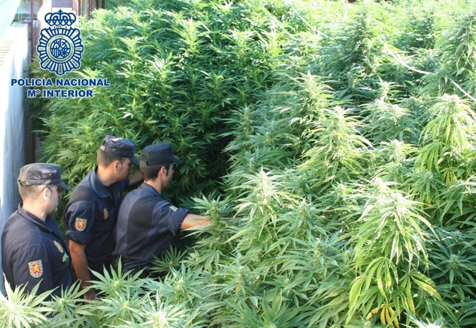 Cuatro Detenidos En Dos Hermanas (Sevilla) Con 427 Kilos De Marihuana