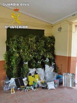 Plantas de cannabis y material requisado en la operación en Brea