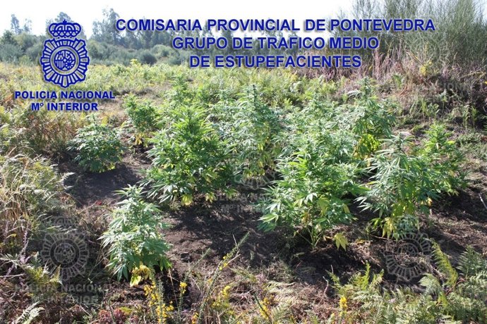 Plantación de marihuana intervenida en Pontevedra