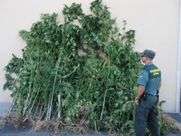 Detienen en Fornelos de Montes (Pontevedra) al propietario de una plantación con 84 ejemplares de marihuana