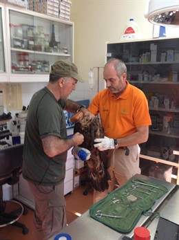 El CRAS de Valladolid libera a un águila real en Palencia