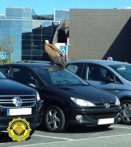 El Buite Leonado Sobre Un Coche Del Centro Comercial