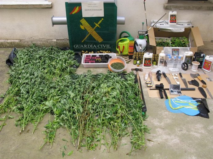 Plantas de marihuana y material intervenido por la Guardia Civil.