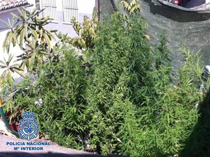 Imagen de la terraza con las plantas de marihuana interceptadas