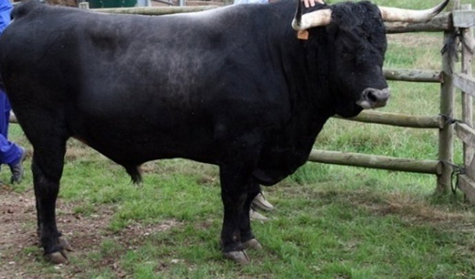 Toro Raza Tudanca