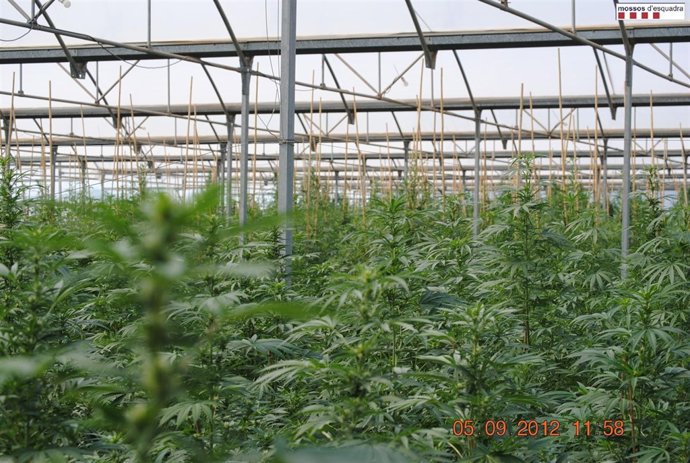 Las Plantas Encontradas En El Almacén