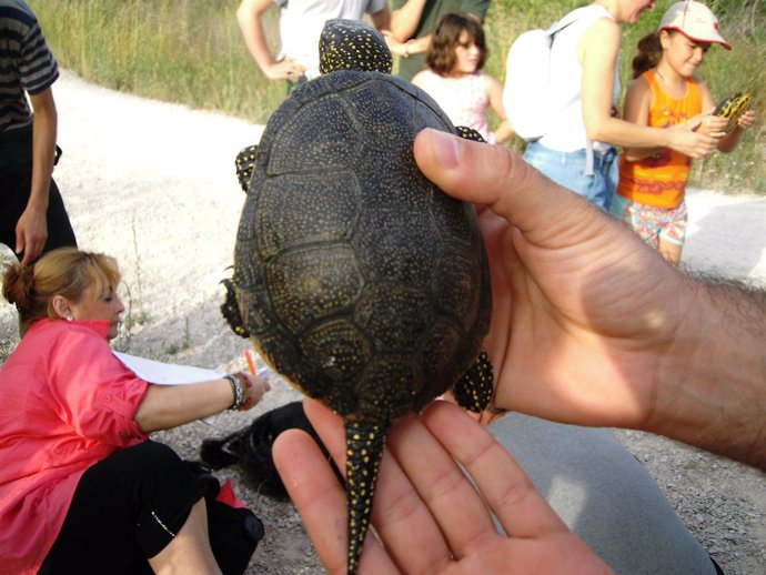 Ejemplar De Galápago Europeo En El Río Turia