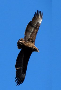 Ejemplar De Águila Volatinera En El Estrecho De Gibraltar
