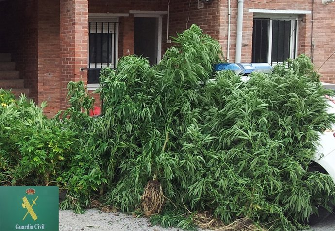 Marihuana intervenida en Cantabria 