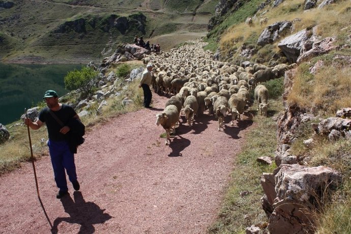 Pastor de ovejas en Asturias