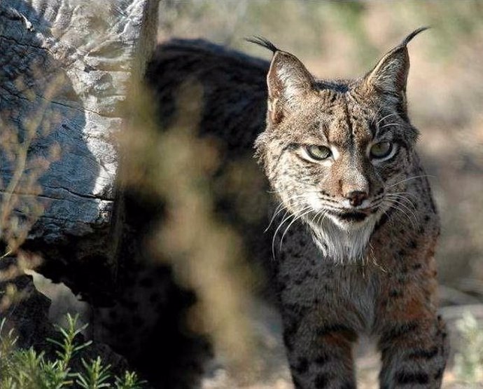 Ejemplar de lince