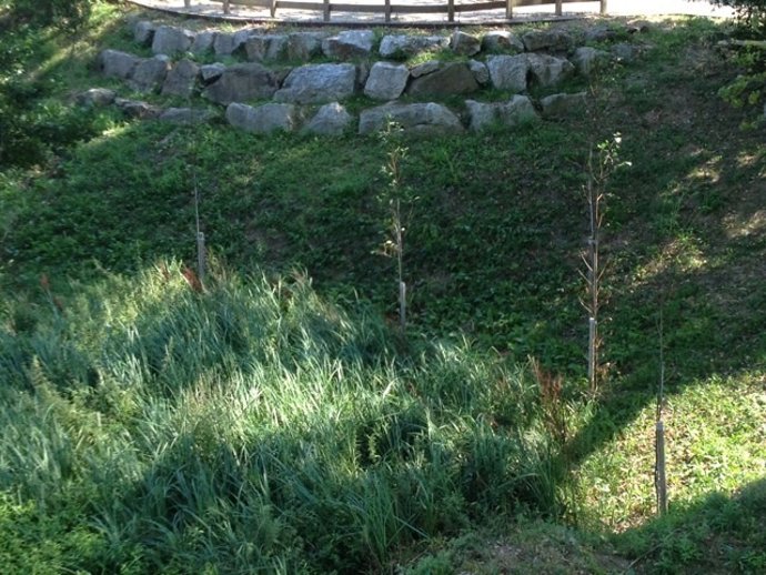 Reforestación del arroyo