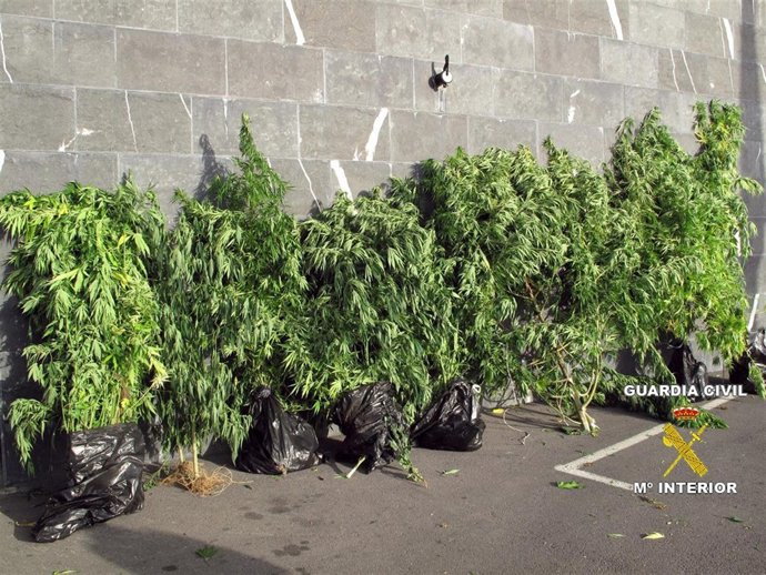 Plantas De Marihuana