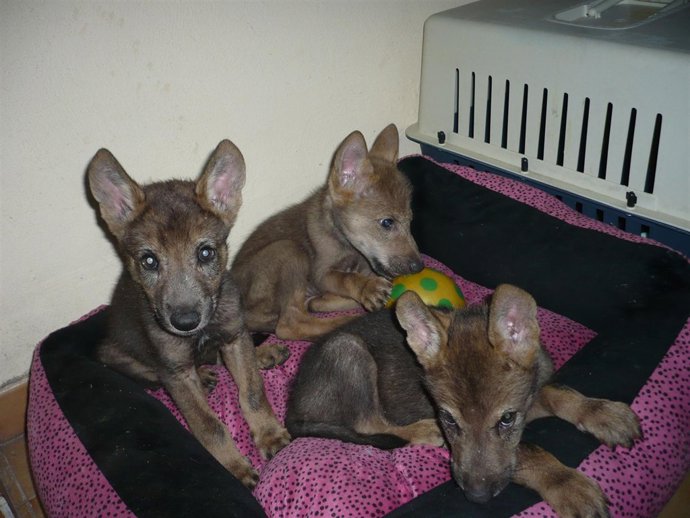 Crías lobos ibéricos 