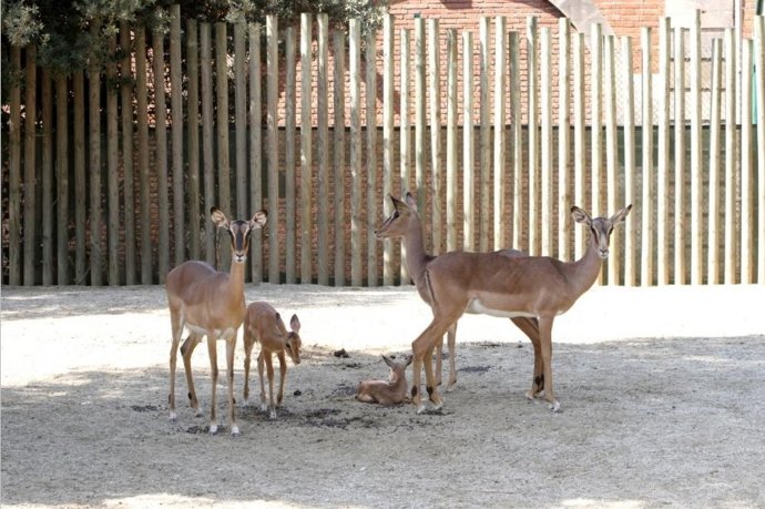 Impalas de cara negra en el Zoo de Barcelona