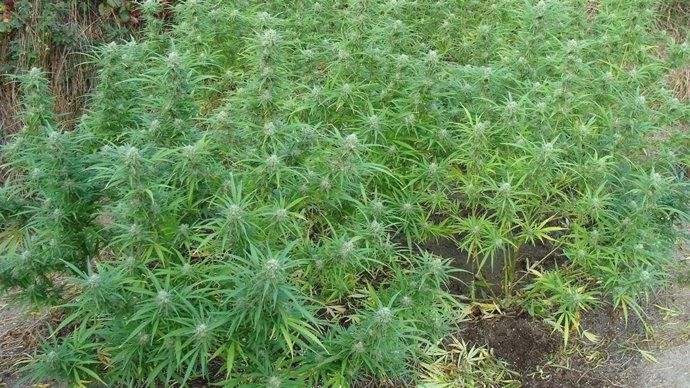 Plantación de marihuana intervenida en Taboadela (Ourense)