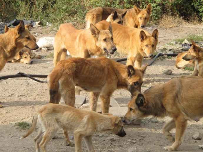 Perros abandonados en Castroverde (Lugo)