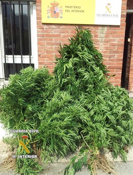 Plantas de marihuana intervenidas