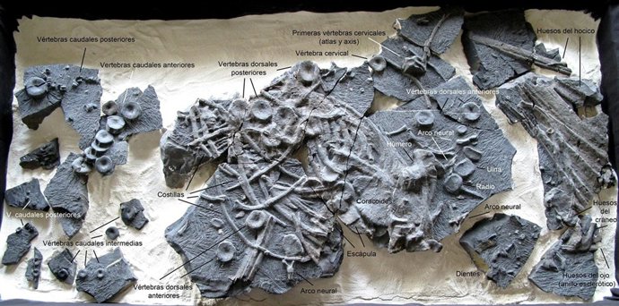 Fósil De Ictiosaurio