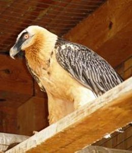 Quebrantahuesos Teyo 