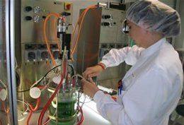 Desarrollan Prototipos De Galletas Que Refuerzan El Sistema Inmunológico