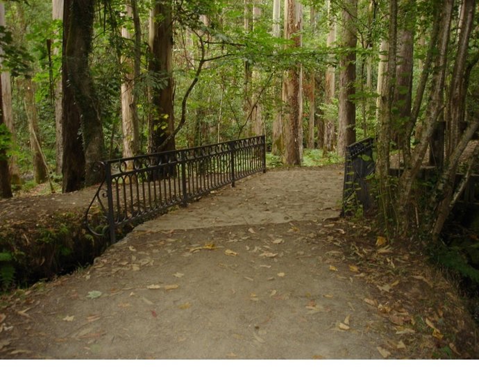 Eucaliptal de Chavín eucalipto bosque