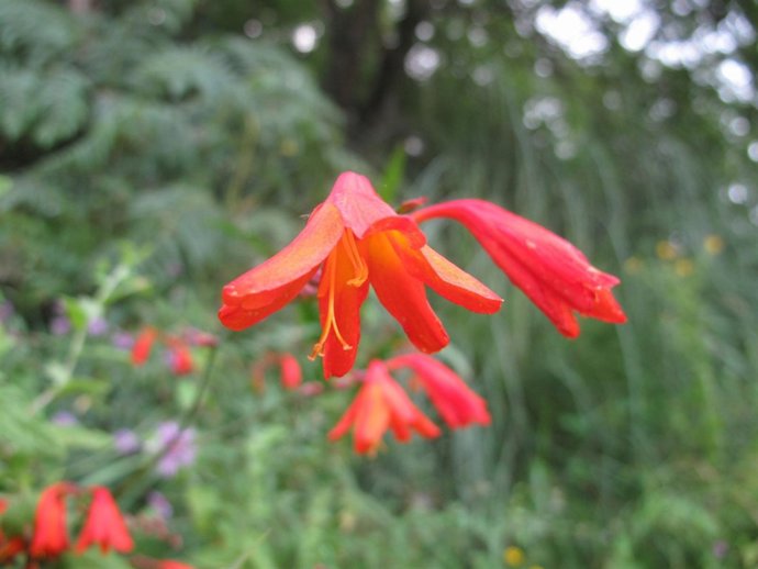 Imagen de una invasora