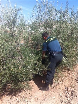 Plantación De Marihuana En Pruna (Sevilla)