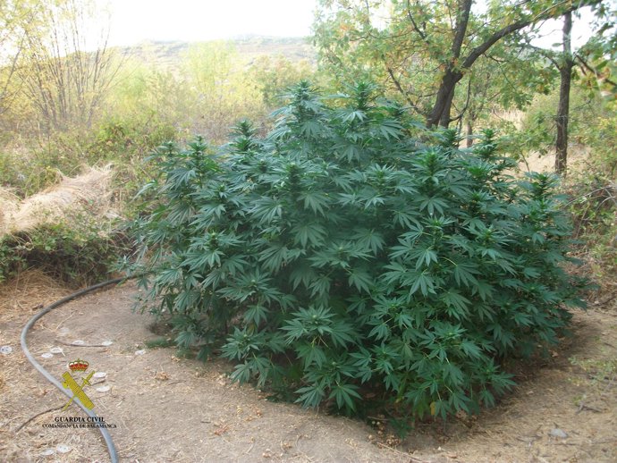 Plantación en San Esteban de la Sierra (Salamanca)