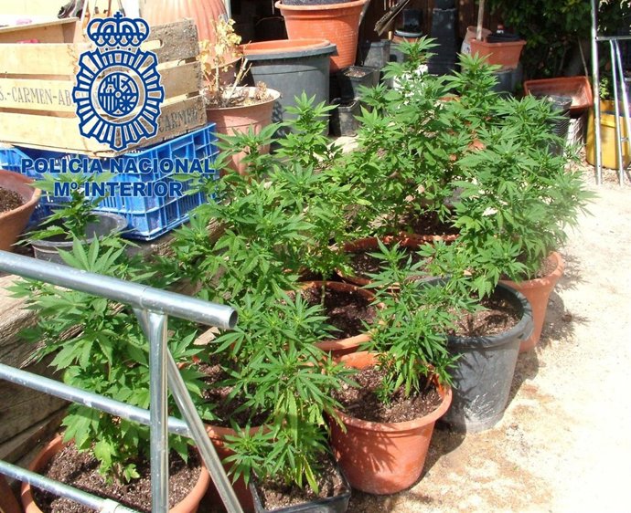 Desmantelada una plantación de marihuana ubicada en una finca de Librilla