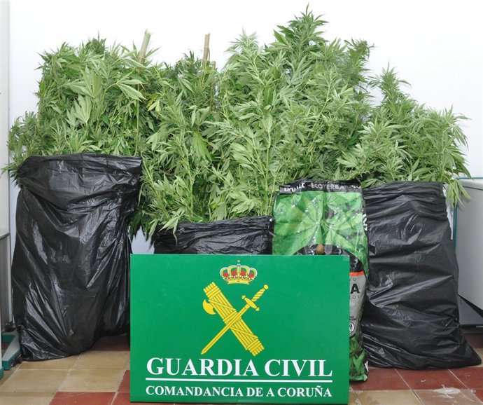 Plantas de marihuana intervenidas en Cedeira (A Coruña)