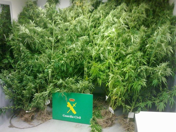 Marihuana intervenida en la provincia de Pontevedra
