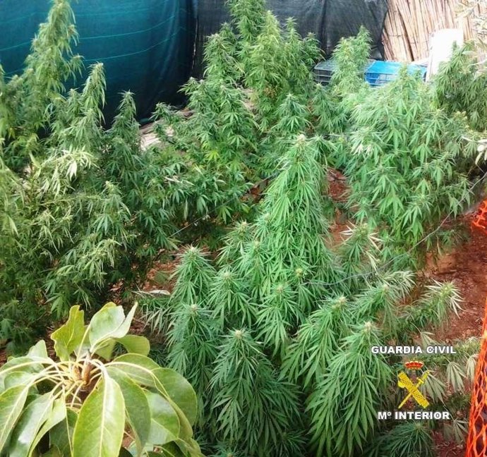 Cultivo De Marihuana