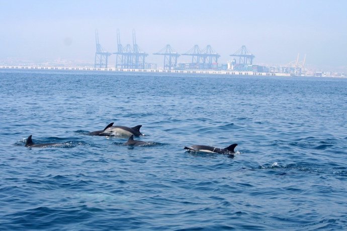 Ejemplares De Delfines Común En La Bahía De Algeciras
