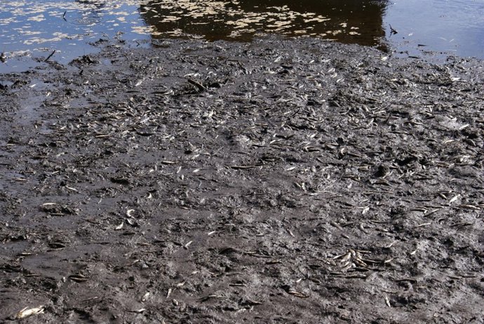 Aspecto que presenta el tramo de río afectado.            