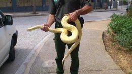 Serpiente Pitón Recuperada En Badalona