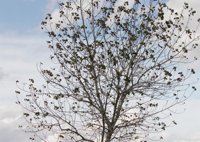 El otoño llegará a las 16.49 horas de este sábado y durará 89 días y 20 horas