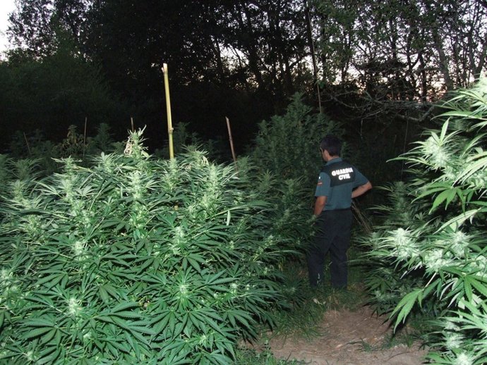 Plantación intervenida en Moraña (Pontevedra)