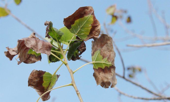 HOJAS , ARBOL , OTOÑO