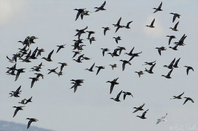 Aves invernantes